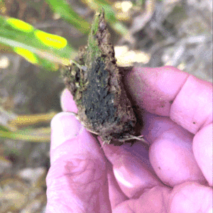 The dark green biofilm is about as thick as the edge of a fingernail. (Alison F. Takemura)