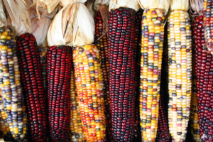 Maize can produce a cocktail of antibiotics with a handful of enzymes. (Sam Fentress, CC BY-SA 2.0)