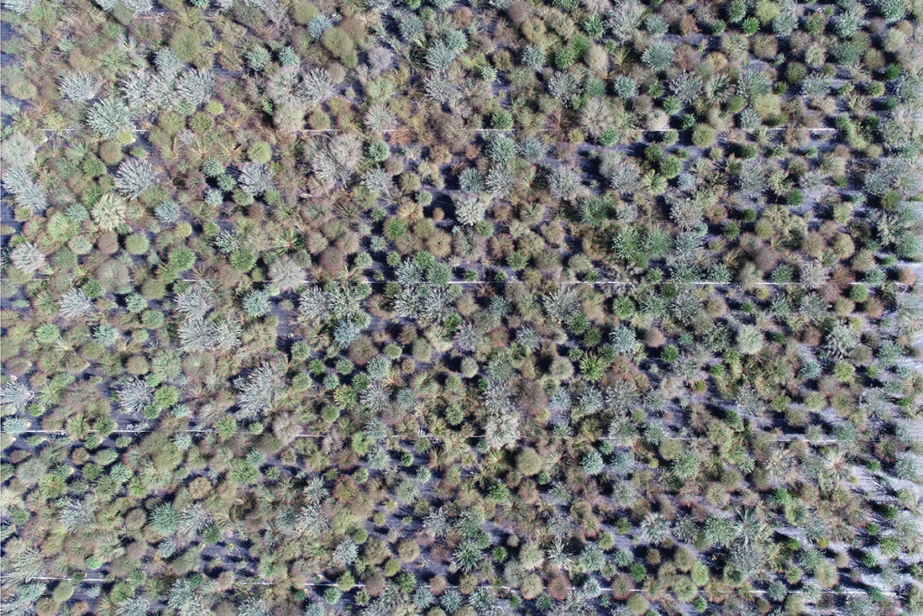 Aerial photo of the switchgrass diversity panel late in the 2020 season at the Kellogg Biological Station in Michigan. (Robert Goodwin)