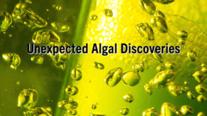 Screencap of green algae video for PNAS paper