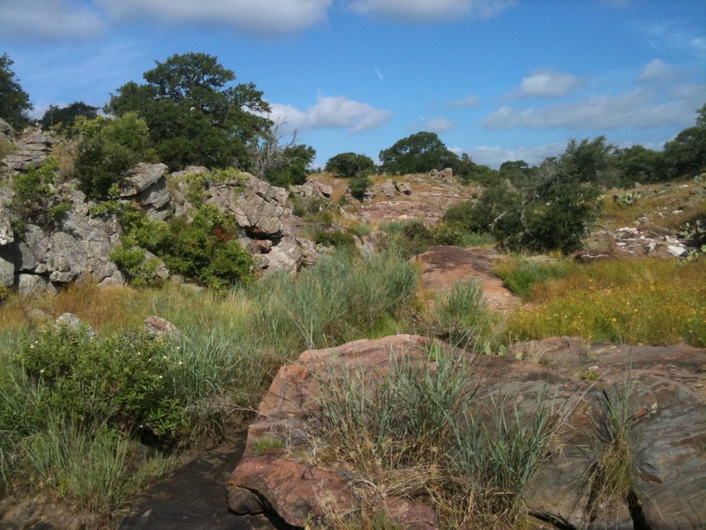 Switchgrass growing at Double Helix Ranch in the Hill Country of Central Texas. (David Lowry)