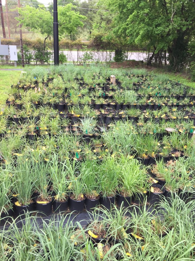 The switchgrass diversity nursery at the University of Texas at Austin Brackenridge Field Lab. (Tom Juenger)