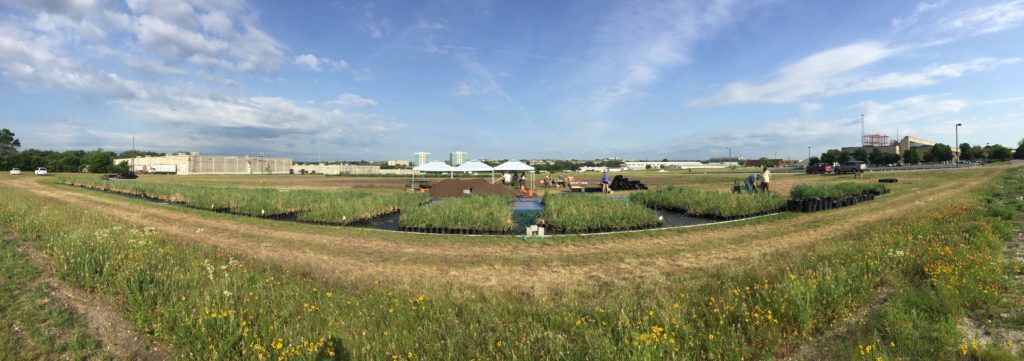 Hundreds of unique switchgrass plants were propagated for distribution to other research gardens at the UT Austin Pickle Research Campus. (Tom Juenger)