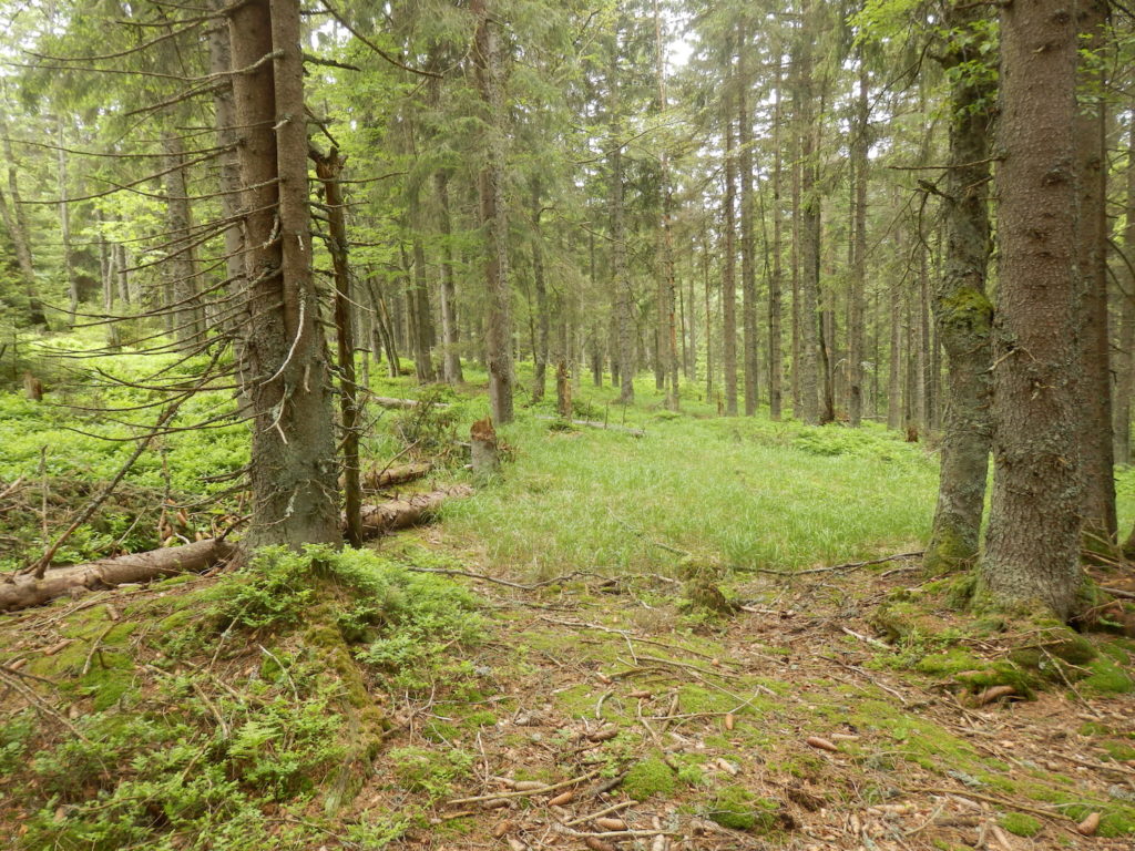 The study site in the coniferous forest located in the Bohemian Forest National Park, Czech Republic. (Petr Baldrian)