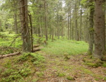 The study site in the coniferous forest located in the Bohemian Forest National Park, Czech Republic. (Petr Baldrian)