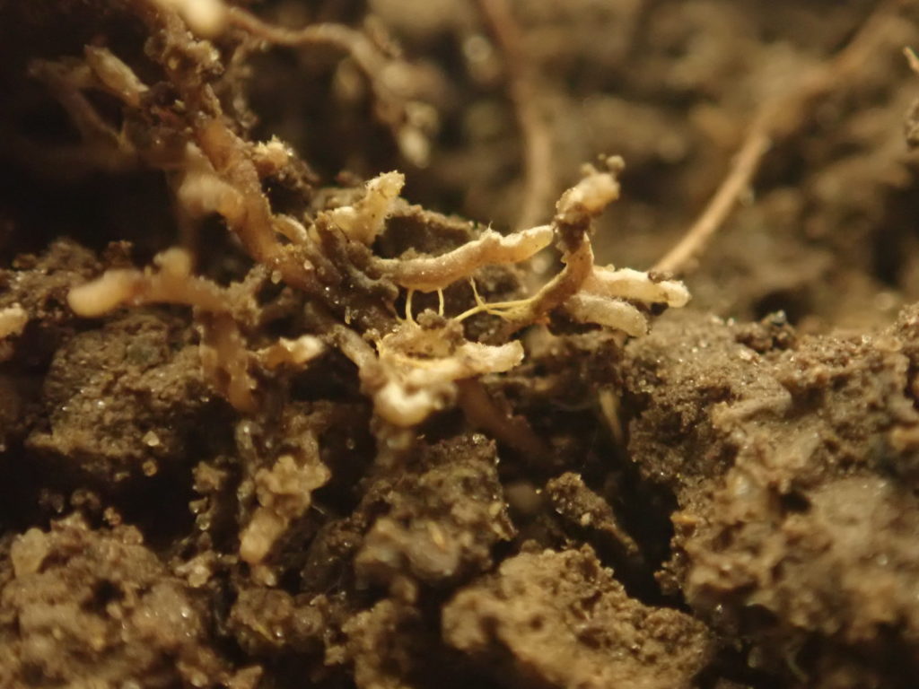 Roots of forest trees colonized by symbiotic ectomycorrhizal fungi that provide nutrients to their plant host. (Tijana Martinovic)