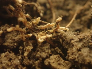 Roots of forest trees colonized by symbiotic ectomycorrhizal fungi that provide nutrients to their plant host. (Tijana Martinovic)
