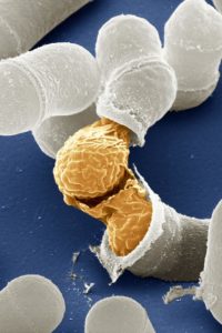 Yeast make ethanol through fermentation. (Juergen Berger, Max Planck Institute for Developmental Biology, and Maria Langegger, Friedrich Miescher Laboratory of the Max Planck Society, Germany)