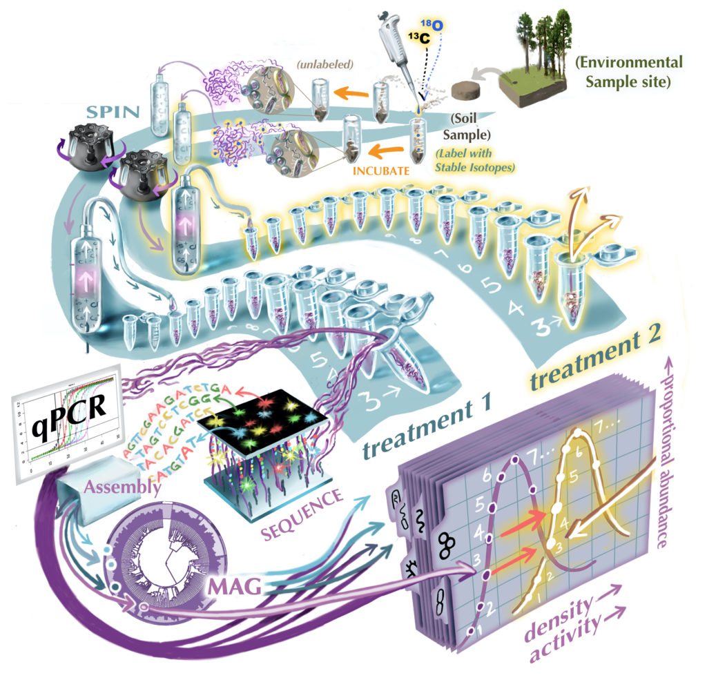 How does an environmental sample of soil microbes wend its way through isotopically labelling (“treatment 2” in the image) to become data? Scientists employ isotope tracing, molecular biological and sequencing techniques to determine metabolically active members of microbial communities. (Victor O. Leshyk)