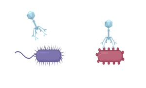 A genetic element that generates targeted mutations, called diversity-generating retroelements (DGRs), are found in viruses, as well as bacteria and archaea. Most DGRs found in viruses appear to be in their tail fibers. These tail fibers – signified in the cartoon by the blue virus’ downward pointing ‘arms’— allow the virus to attach to one cell type (red), but not the other (purple). DGRs mutate these ‘arms,’ giving the virus opportunities to switch to different prey, like the purple cell. (Courtesy of Blair Paul)