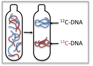 After carbon 13 is introduced to the soil, the DNA of active organisms becomes more dense, and thus heavier. Here, a tube contains mixed heavy and light DNA in is centrifuged in order to separate the layers of carbon 12 and carbon 13-enriched DNA. Allocating these layers into fractions is a tedious process. (Courtesy of Jennifer Pett-Ridge)