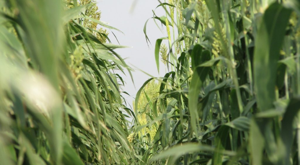 Bioenergy sorghum, which produces copious amounts of biomass, grows near College Station, Texas. (Texas A&M AgriLife Research)