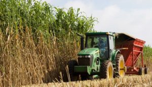 Towering bioenergy sorghum gets harvested at the end of the season. (Texas A&M AgriLife Research)