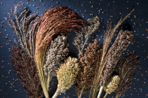 An assortment of sorghum varieties. (Roy Kaltschmidt, LBNL)