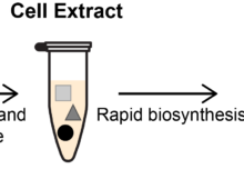 Yeast strains engineered for the biochemical conversion of glucose to value-added products are limited in chemical output due to growth and viability constraints. Cell extracts provide an alternative format for chemical synthesis in the absence of cell growth by isolating the soluble components of lysed cells. By separating the production of enzymes (during growth) and the biochemical production process (in cell-free reactions), this framework enables biosynthesis of diverse chemical products at volumetric productivities greater than the source strains. (Blake Rasor)