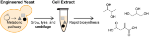 Yeast strains engineered for the biochemical conversion of glucose to value-added products are limited in chemical output due to growth and viability constraints. Cell extracts provide an alternative format for chemical synthesis in the absence of cell growth by isolating the soluble components of lysed cells. By separating the production of enzymes (during growth) and the biochemical production process (in cell-free reactions), this framework enables biosynthesis of diverse chemical products at volumetric productivities greater than the source strains. (Blake Rasor)