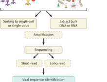 Workflow for identifying viral sequences in most common sample types, a figure from their article summarizing the field of viral metagenomics.