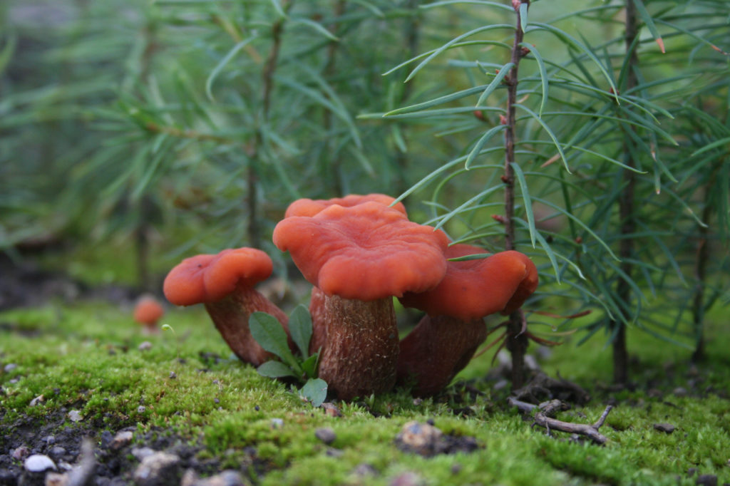 Fruiting bodies of Laccaria bicolor. The ectomycorrhizal fungus can funnel nutrients to poplar — if the species get along. (Courtesy of D. Vairelles and as seen in the Nature publication of the L. bicolor genome)