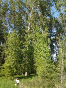 Researchers from Oak Ridge National Laboratory and Duke University sample root microbiomes from poplar (Populus trichocarpa) at a natural field site in Longview, Wash. The poplar trees in the foreground are roughly 5 to 10 years old, and older ones in the background are estimated to be 60 to 80 years old. (Wellington Muchero)