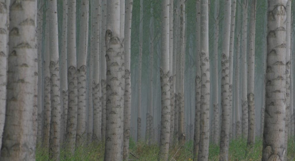 Poplar (Populus trichocarpa) at a field site in Sand Lake, Wash. (Courtesy of Jerry Tuskan)