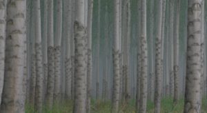 Poplar (Populus trichocarpa) at a field site in Sand Lake, Wash. (Courtesy of Jerry Tuskan)