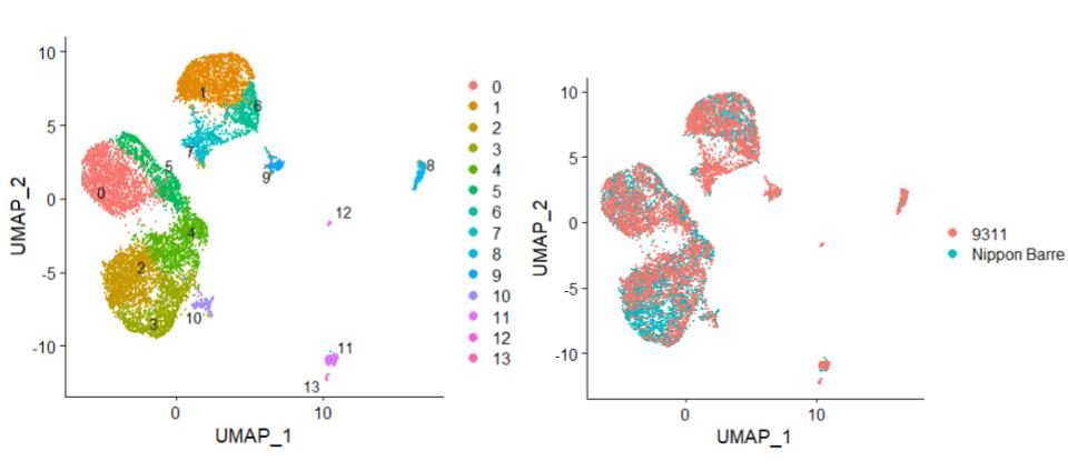 Rice cultivars colored by cell type