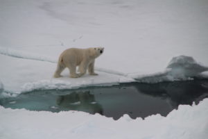 A curious polar bear near Greenland checks out the Polarstern. Polar bears, which feed on seals, are part of the arctic ocean food web that climate change threatens. (Katrin Schmidt)
