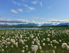 In their approved proposal, Frederick Colwell of Oregon State University and colleagues are interested in the microbial communities that live on Alaska’s glacially dominated Copper River Delta. They’re looking at how the microbes in these high latitude wetlands, such as the Copper River Delta wetland pond shown here, cycle carbon. (Courtesy of Rick Colwell)