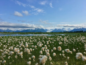 In their approved proposal, Frederick Colwell of Oregon State University and colleagues are interested in the microbial communities that live on Alaska’s glacially dominated Copper River Delta. They’re looking at how the microbes in these high latitude wetlands, such as the Copper River Delta wetland pond shown here, cycle carbon. (Courtesy of Rick Colwell)