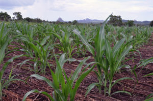 From USAID, crops grown on the farm of Davane Mesa Paulo. (Bita Rodriguez)