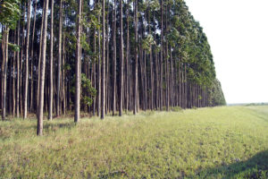 In their approved proposal, Zander Myburg of the University of Pretoria and colleagues aim to unlock the genomic diversity within the eucalypts, a group of fast-growing tree species that are a sustainable source of carbon and energy rich biomass globally. Eucalypts are widely grown as feedstocks for lignocellulosic and other biorefinery products. The work builds off a previous international collaboration that produced the reference genome sequence for Eucalyptus grandis. (Courtesy of Zander Myburg)