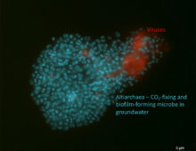 Image of biofilm with both Altiarchaea (blue) and viruses (red). (Victoria Turzynksi and Lea Griesdorn)