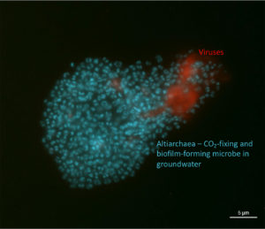 Image of biofilm with both Altiarchaea (blue) and viruses (red). (Victoria Turzynksi and Lea Griesdorn)