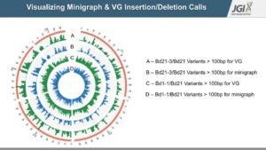 A slide from Rahul’s final presentation of his project work with Albert, depicting the visualizations possible with Minigraph and VG. (Rahul Ravi and Albert Wu)