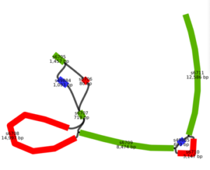Example of a genome comparison with diverging paths. (Albert Wu?)