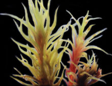 Female (left) and male (right) Ceratodon purpureus plants. Females typically grow larger than males in several traits, like the length of leaves. Males often turn red when developing antheridiophores, which in mosses are the structures that produce sperm (seen in the bottom right. (Sarah Carey)