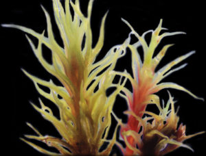 Female (left) and male (right) Ceratodon purpureus plants. Females typically grow larger than males in several traits, like the length of leaves. Males often turn red when developing antheridiophores, which in mosses are the structures that produce sperm (seen in the bottom right. (Sarah Carey)