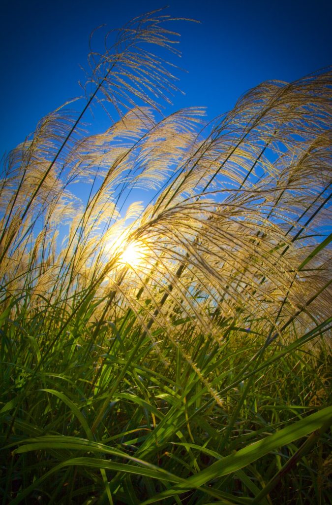 Miscanthus giganteus is both an ornamental and a potential biofuel feedstock. (Roy Kaltschmidt/Berkeley Lab)