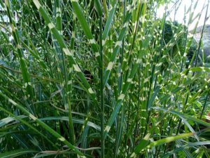 Miscanthus sinensis ‘Zebrinus’ has stripes like a zebra. (Wikimedia)