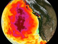 This data image shows the monthly average sea surface temperature for May 2015. Between 2013 and 2016, a large mass of unusually warm ocean water--nicknamed the blob--dominated the North Pacific, indicated here by red, pink, and yellow colors signifying temperatures as much as three degrees Celsius (five degrees Fahrenheit) higher than average. Data are from the NASA Multi-scale Ultra-high Resolution Sea Surface Temperature (MUR SST) Analysis product. (Courtesy NASA Physical Oceanography Distributed Active Archive Center)