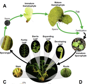 The life cycle of C-fern, a study subject for many a high-school student. (Courtesy of Jim Leebens-Mack)