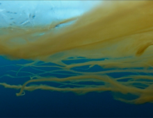 Photograph of a stream of diatoms beneath Arctic sea ice.