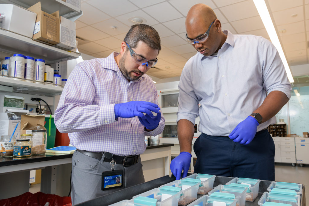 Standing in the lab, Mark Blenner and Kevin Solomon inspect mealworms housed in small plastic boxes for experiments.