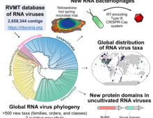 Graphical overview of the RNA Virus MetaTranscriptomes Project. (Courtesy of Simon Roux)