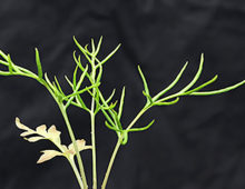 A green fern against a black backdrop