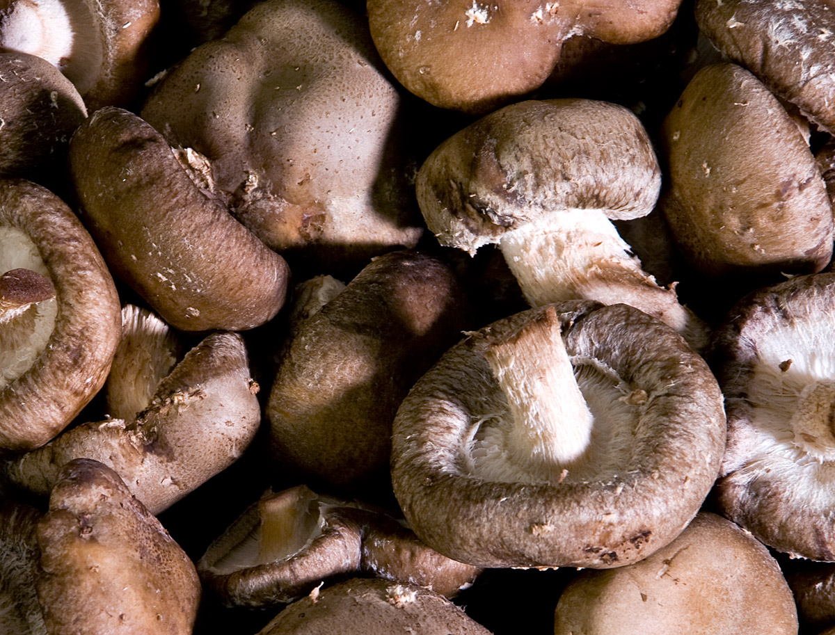 Shiitake_(Lentinula_edodes)_WikimediaCommons