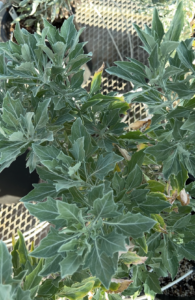 A light green shrub with spiny leaves, up close.