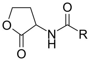 N-Acyl-homoserinelactone core structure