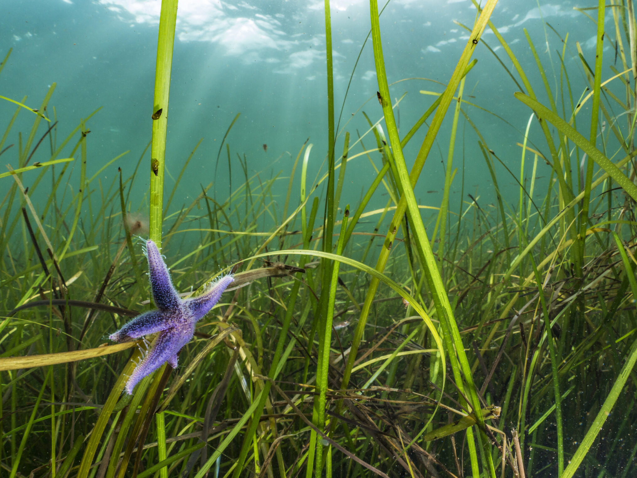 Pictured is an eelgrass habitat off the coast of the Western Baltic Sea, Falckenstein, at three metres deep. There is a purple starfish in the bottom left corner.