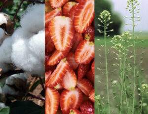 a picture of cotton growing in the wild, cut up strawberries on a cutting board, and camelina grass growing in the wild